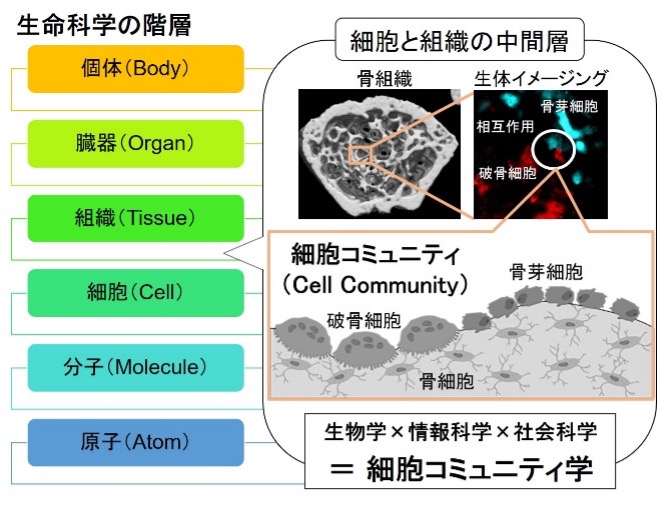 動的多細胞社会の理解と「細胞コミュニティ学」の創成